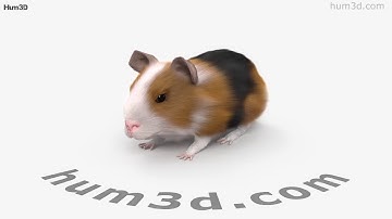 Guinea Pig 3D model by 3DModels.org