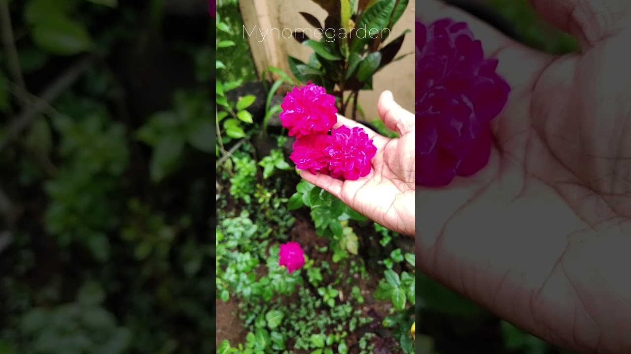 റോസാപൂക്കളെ കാണാൻ വരുന്നോ??🌹🌷💐