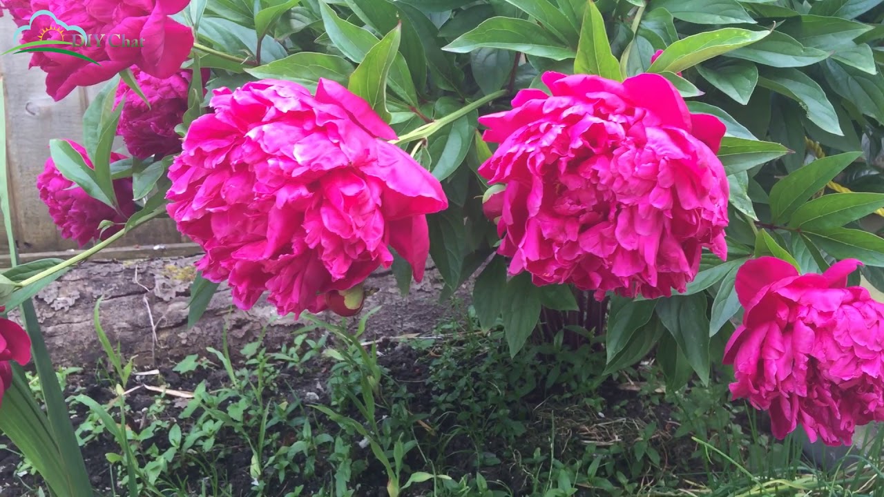 Pink Peony Flower | Hoa Mẫu Đơn | Flowers Garden