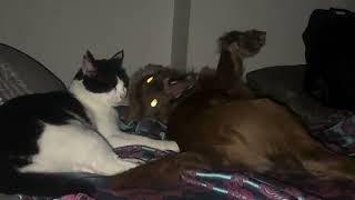 Caught Tuxedo cat  & cockerspaniel 🐶 talking with eachother the late night 😱😱😱😱 #cat #viral #pawsn 