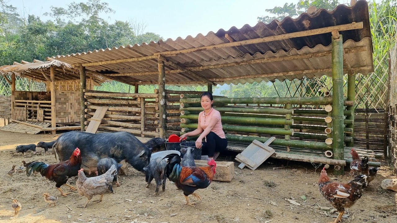 FULL VIDEO 190 Days Build Farm In The Forest To Raise Livestock And full-video-190-days-build-farm-in-the-forest-to-raise-livestock-and