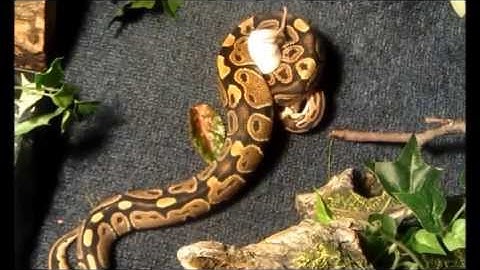 Ball Python Eating 2 Large Mice