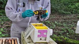 Fixing last week's queen problems - How to combine colonies and get drenched doing it 26\5\24