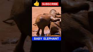 Baby Elephants Playing In MUD elephant babyelephants youtubeshorts