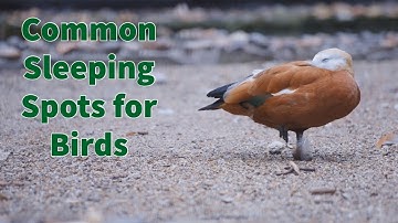 Ke Mana Burung Pergi di Malam Hari? Temukan Tempat Tidur Paling Umum bagi Burung