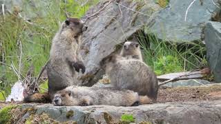 Marmots | Fighting | Playing