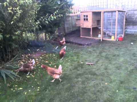 The Urban Chickens First Day Free Range