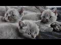 MOST Beautiful Kittens EVER, British Shorthair - 4K footage