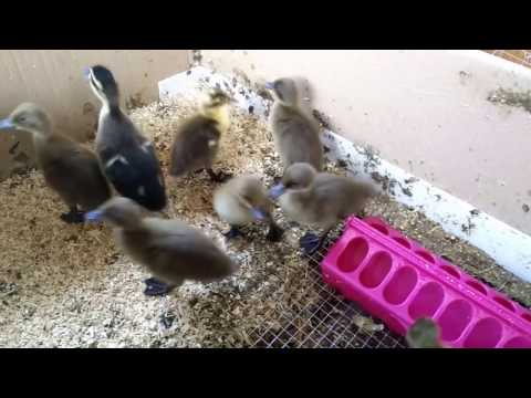 Vidéo: Comment élever des bébés canards