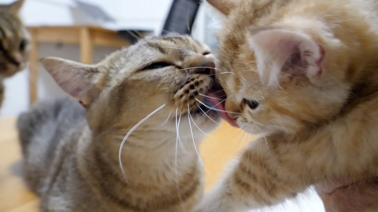 Goodbye, kitten Chai! Live happy with your new owner!