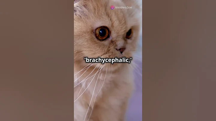 Watch the video about 5 Amazing Facts About Persian Cats! 🐾