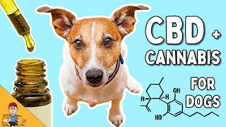 CBD, Cannabis and Your Dog: Everything You Need to Know (vet explains)