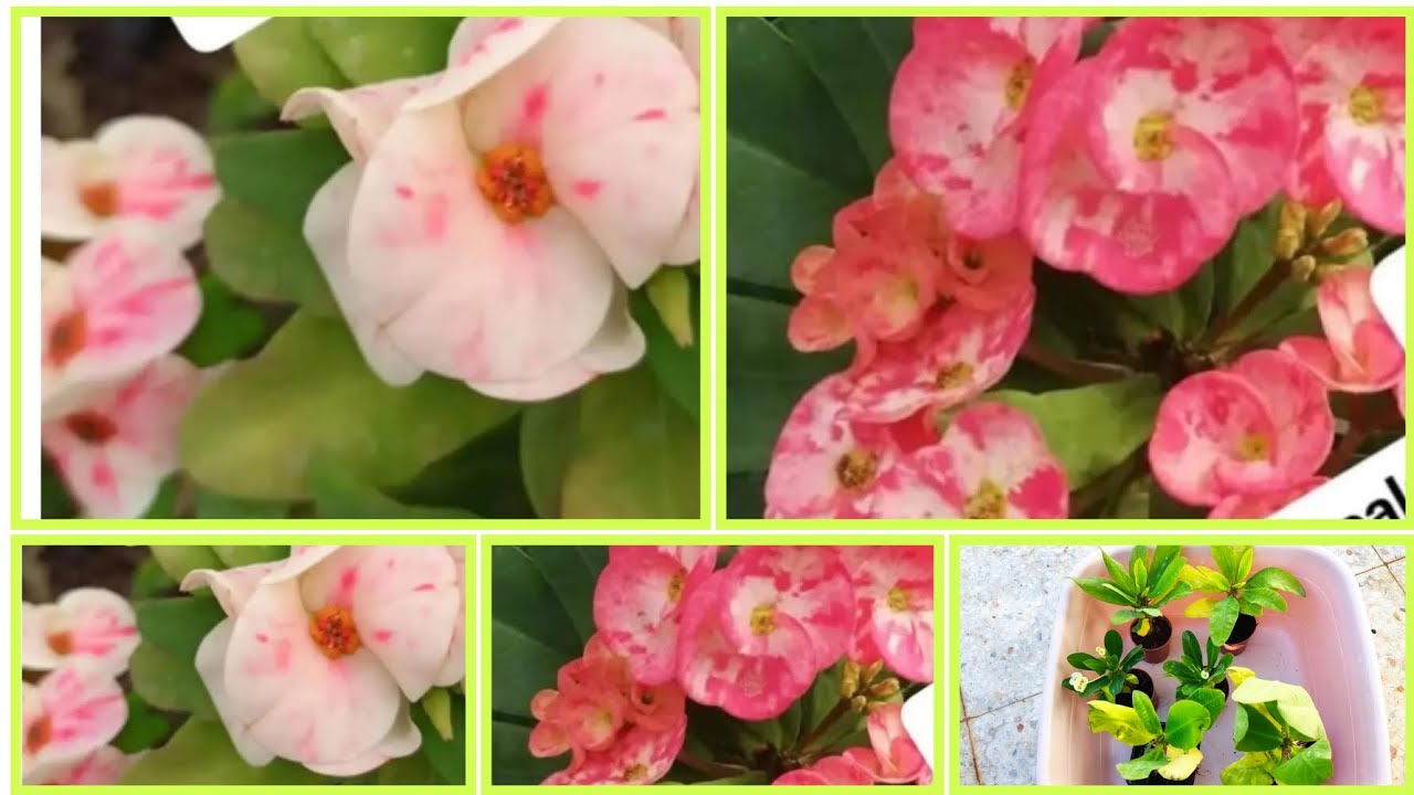 📣İnternetten Dikenler Taçları Aldım🥰 Saksı Değişimi ✅Toprak Karışımı ✅Ekimi ve Konumu Nasıl Olmalı