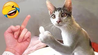 Funniest Animals 2023 😂 Funny Cats and Dogs Videos 😺🐶 Part 520 by Gatos Graciosos 174,752 views 7 months ago 10 minutes, 20 seconds