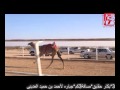 الشوط3بكار حقايق 1436 7 6هـ 2015 3 27م جباره أحمد حميد العديني