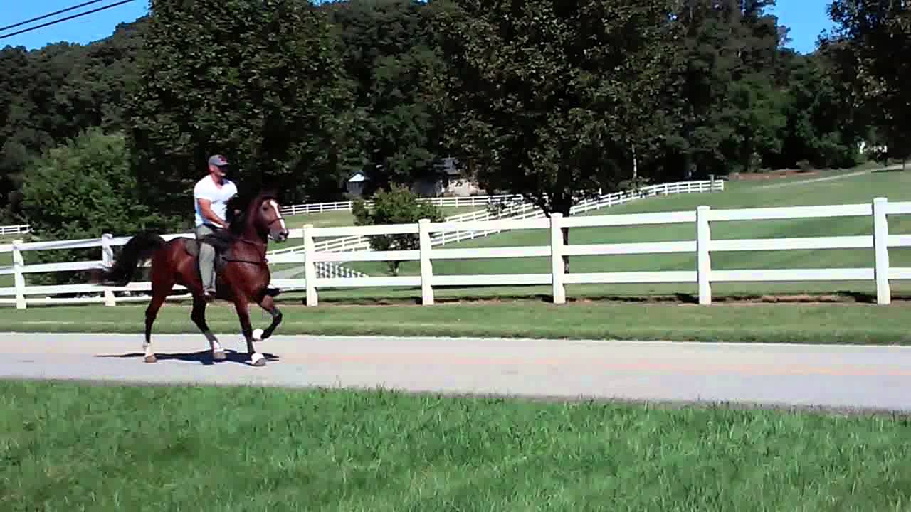 5 Year Old Keg Shod Standarbred Speed Racking Stud For Sale