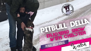 Pitbull Della Enjoying Snow With Children