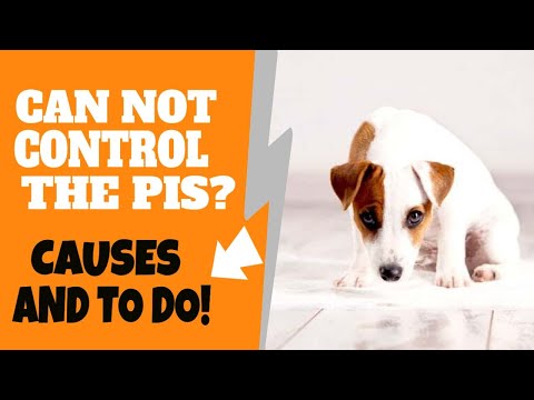 Video: Penyebab Inkontinensia Urin pada Anjing