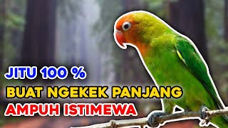 Sekali PANCING 100 % Lovebird  Macet AUTO FIGHTER, NGETIK dan NGEKEK PANJANG