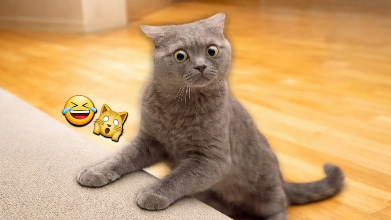 Try not to laugh 🤣🐕🐈(funnyanimals video) #funny #viral 