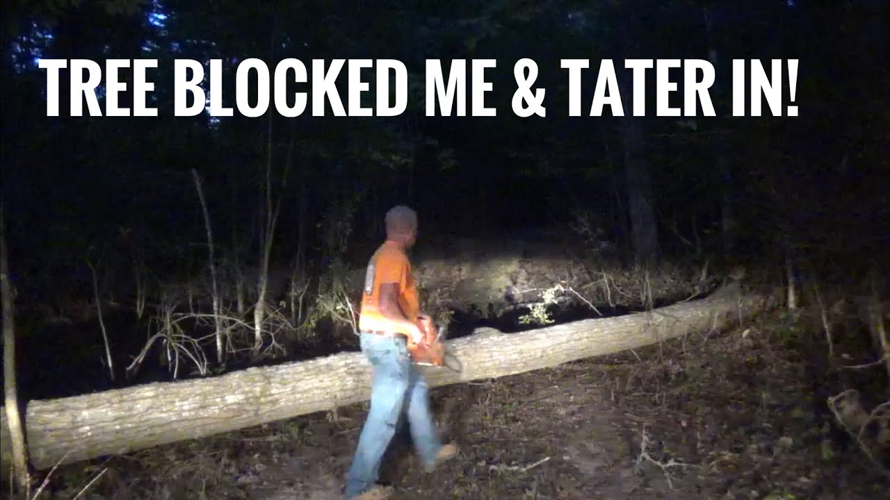 A big dead oak tree fell across the road! - YouTube