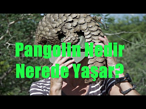 Video: Pangolin nerede bulunur?