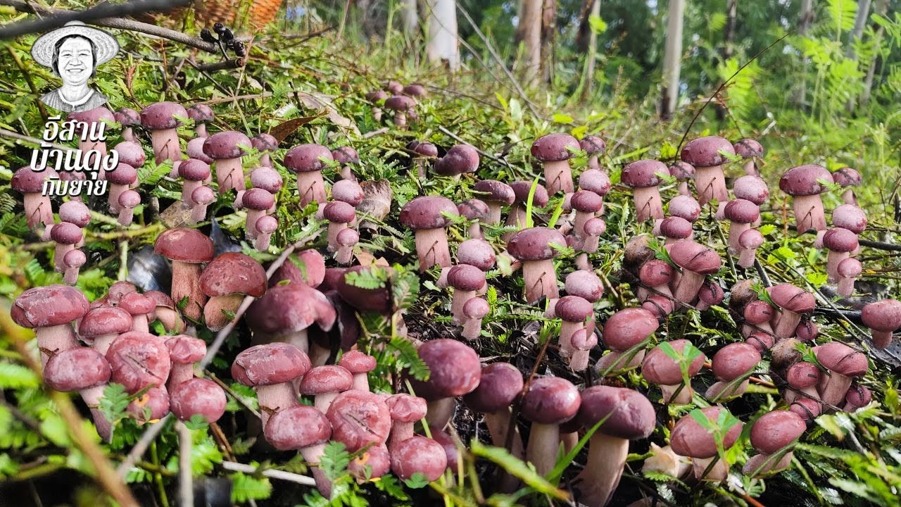 เห็ดเยอะออกเต็มป่า! สุดฟิน เก็บเห็ดท่ามกลางเสียงธรรมชาติ