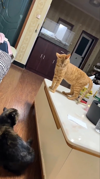 'My Cat :I Don't Know Why, But I'm Gonna Fight!' 😂🤣 #funny #shorts #shortvideo #short #cat