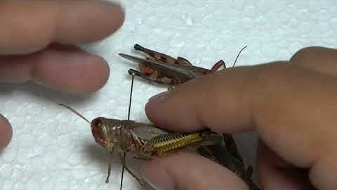 HOW TO PIN INSECTS #1: PINNING GRASSHOPPERS