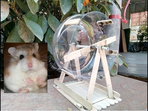 Video: Cách Dạy Hamster Chạy Bằng Bánh Xe