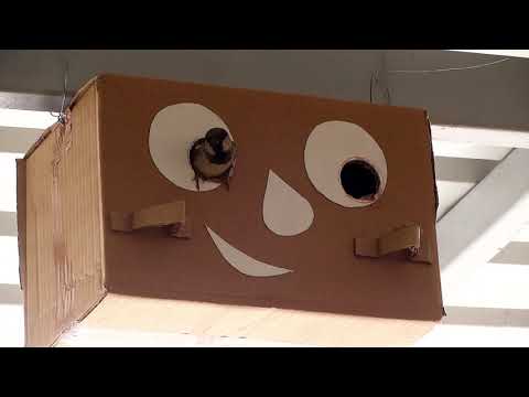 वीडियो: कार्डबोर्ड बॉक्स कैसे बनाएं