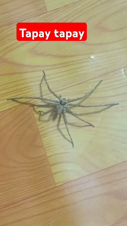 TAPAY TAPAY #satisfying #spider #viralshorts #trending #asmr #nocopyrightmusic