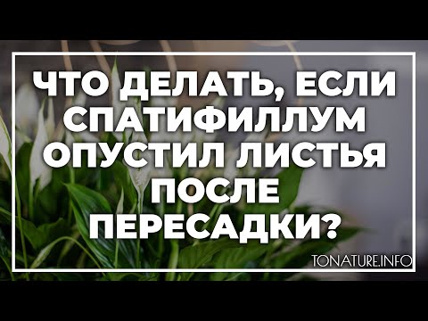 Что делать, если спатифиллум опустил листья после пересадки? | toNature.Info