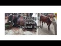 Finally qurbani goru niea asche  qurbani goru  big cow  ismat sultana vlogs