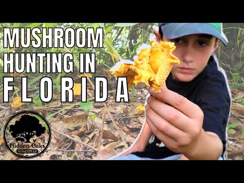 HUNTING for CHANTERELLE