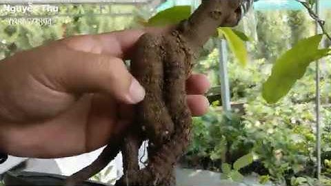 Mai Giống Cúc Hoàng Hậu, Cúc 4 long, Cúc VIP 😊 BAO SHIP 😚04-07