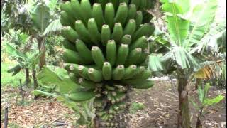 Bananas from the La Gomera (Canary Islands)