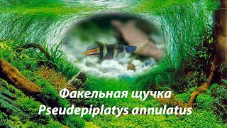 Факельная щучка / Pseudepiplatys annulatus