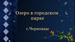 Озеро в парке отдыха Натуральный футаж озеро Видеофон