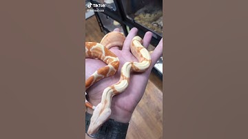 Boa Python Breeding. 😮😮😮😮