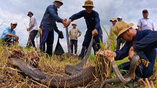 Khủng khiếp, cặp rắn quá lớn | TGSB #474