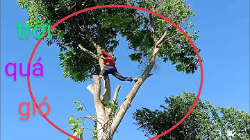 anh thợ cưa hạ cây xoài hơn bốn mươi năm tuổi ngây cơn bão gió rất khủng khiếp