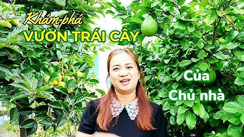 Vlog 239: KHÁM PHÁ VƯỜN CÂY ĂN TRÁI CỦA CHỦ NHÀ