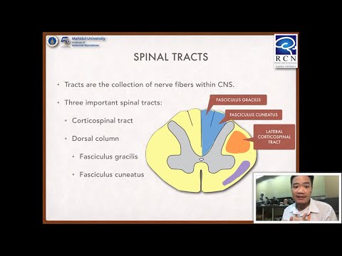 Foundation of Neuroscience | 8.1 Spinal cord