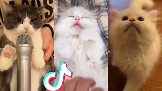 BEST CAT TIKTOKS!! #40 by ANIMAL TIKTOK 7,167 views 2 years ago 14 minutes, 44 seconds