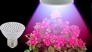 Искусственное освещение для комнатных растений. Ошибки цветоводов.