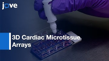 Human iPSC-Derived Cardiomyocytes, Cardiac Fibroblasts, & Endothelial Cells l Protocol Preview