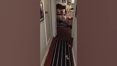 Lou has trouble recognizing his own owner
