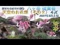 調布の自然市外編24K📽🌺🦋🐤🏔天空のお花畑(八ヶ岳硫黄岳)30種類の高山植物(女王コマクサ群落他)と高山の蝶と小鳥のさえずり♬と山並み(^^♪ 神代植物公園、野川公園、多摩川では見られない自然です。