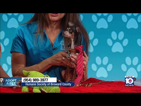 Meet Pigeon – not a bird, but a dog in need of a new home